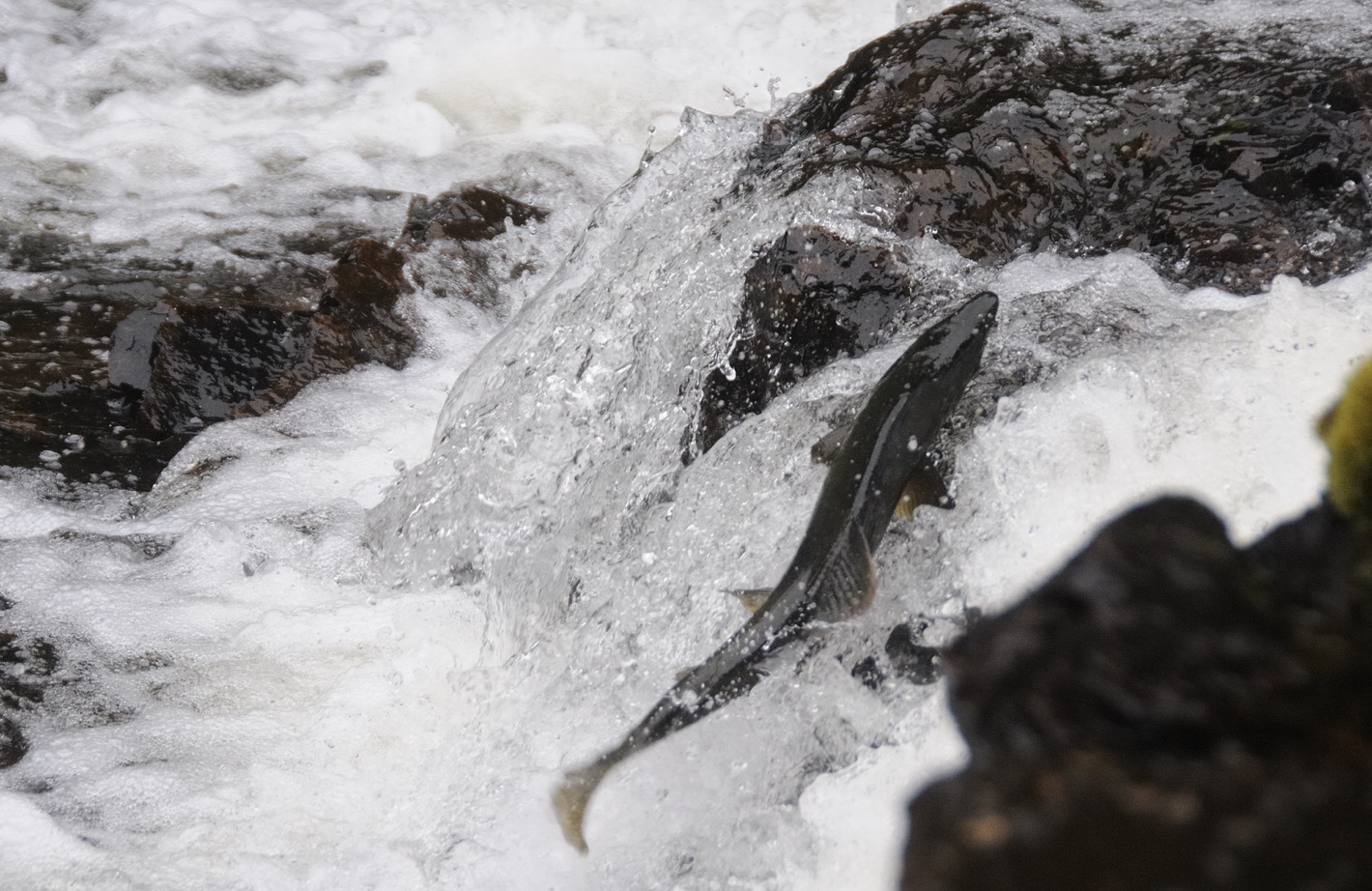 Wild salmon humans and environment impacted by genetically altered fish - Photo by Scott Ableman